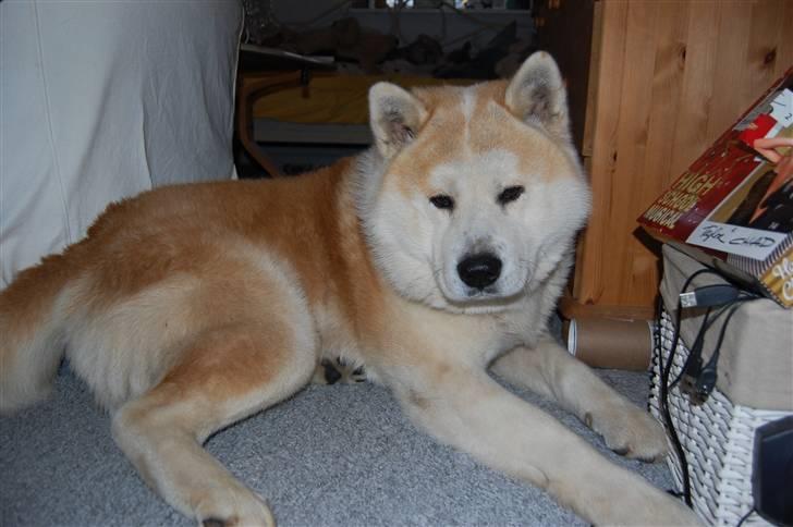 Akita inu Silver billede 15