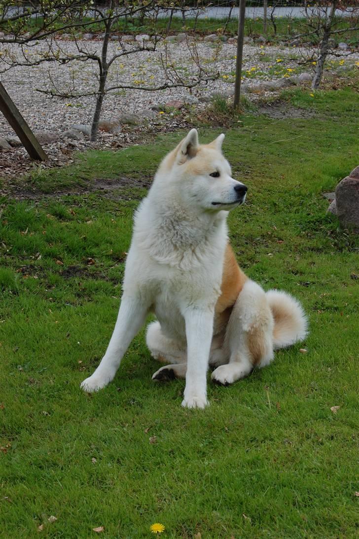 Akita inu Silver billede 17