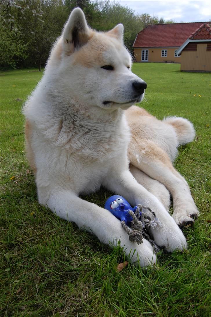 Akita inu Silver billede 18