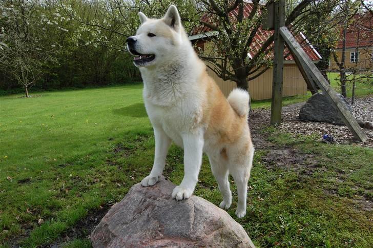 Akita inu Silver billede 19