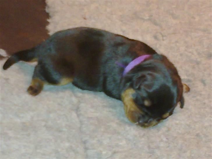 Rottweiler Von hause Nomis Krabat - da jeg endnu var en sød dreng ;o) billede 1