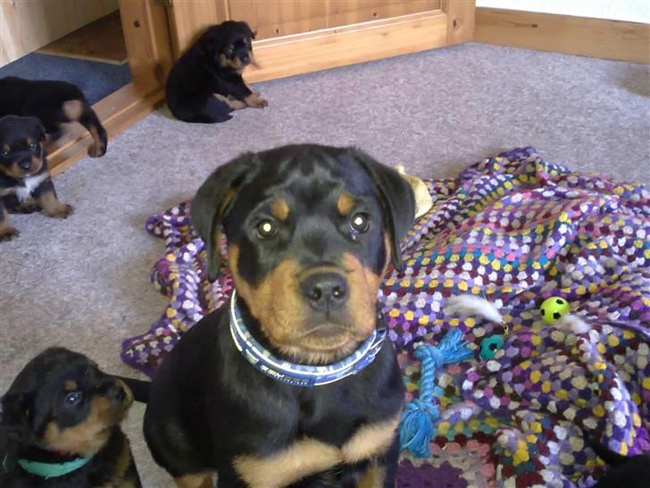 Rottweiler Von hause Nomis Krabat - på besøg hos mine fætre og kusiner :o) billede 2