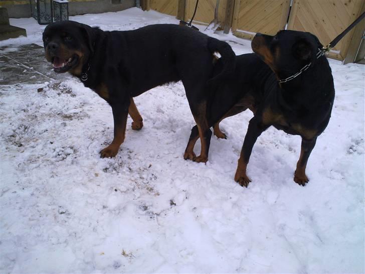 Rottweiler Von hause Nomis Krabat - min far og mor, da jeg blev undfanget ;o) billede 3