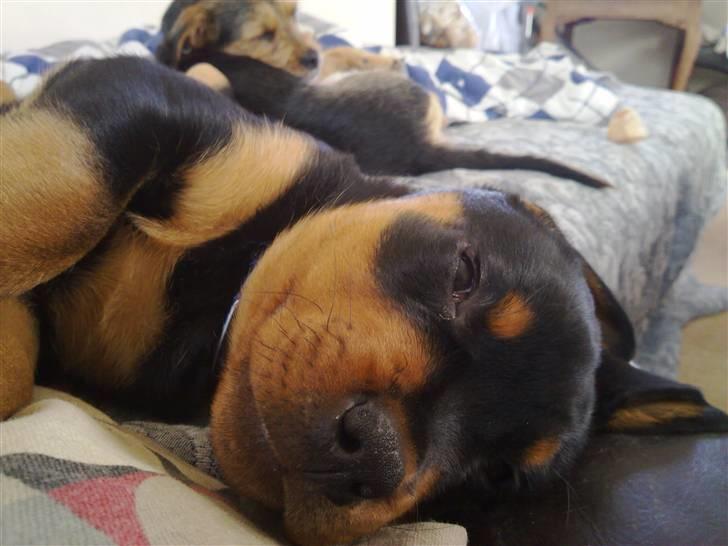 Rottweiler Von hause Nomis Krabat - lidt ro sammen med Osvald :o) billede 4