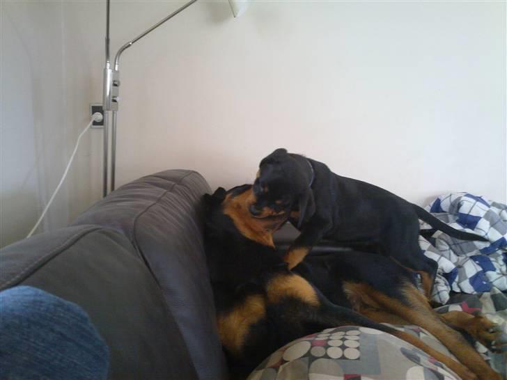 Rottweiler Von hause Nomis Krabat - Undersøger lige min storesøsters mandler !! billede 5
