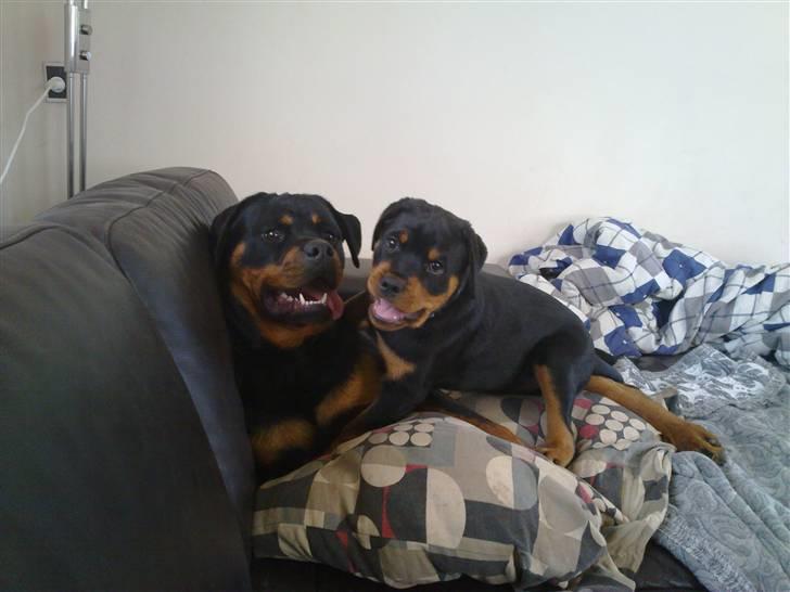 Rottweiler Von hause Nomis Krabat - Min dejlige søster Fede og jeg  billede 6