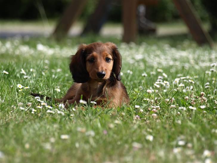 Miniature gravhund MAX - Dejligt at bo på landet  billede 1