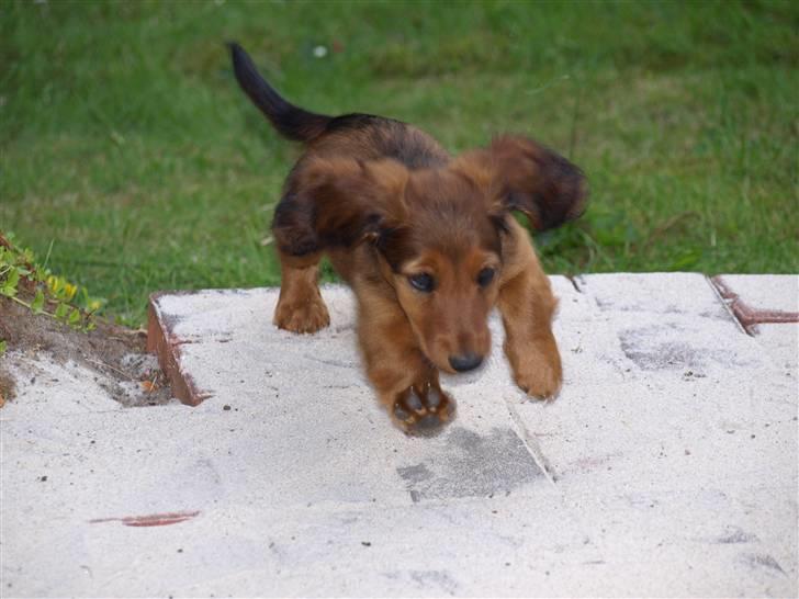 Miniature gravhund MAX - Hvor man bare kan fræse rundt billede 2