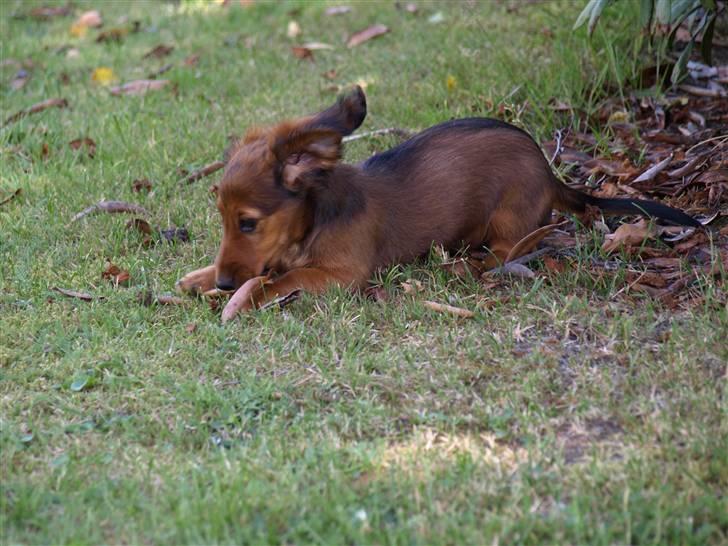 Miniature gravhund MAX - Leger at alting er farligt billede 3