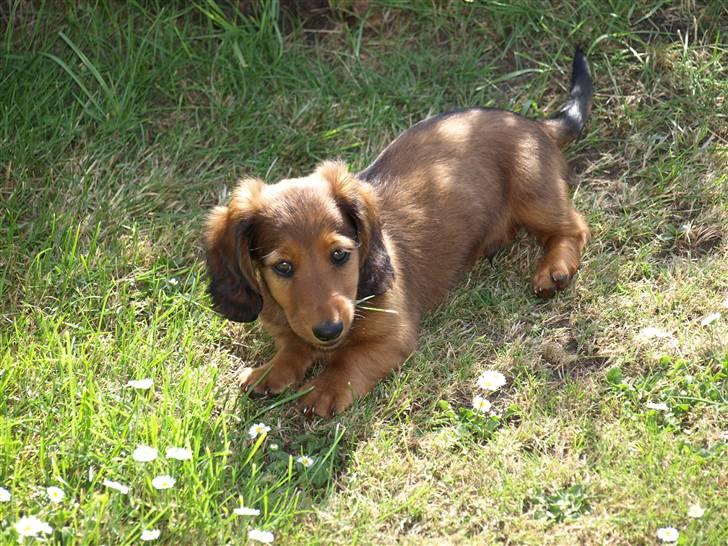 Miniature gravhund MAX - Spiser lidt græs  billede 4