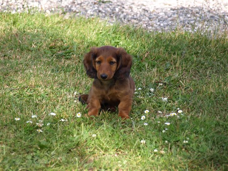 Miniature gravhund MAX - Skal jeg nu igen fotograferes billede 5