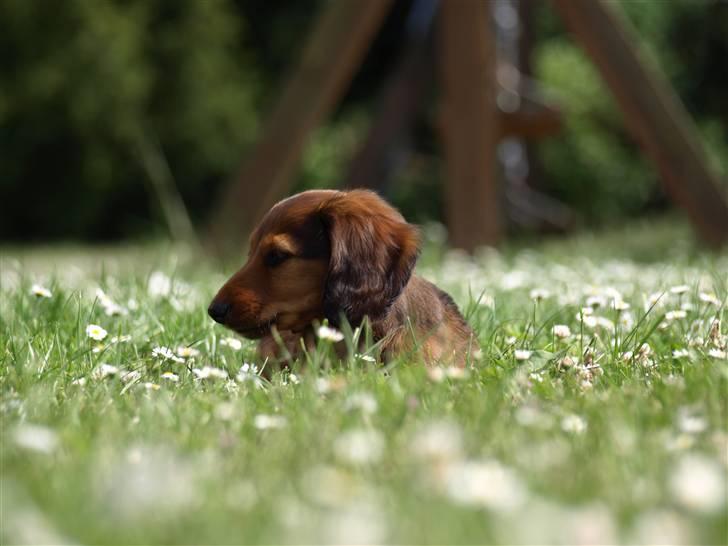 Miniature gravhund MAX - Dejligt at ligge i det høje græs billede 6