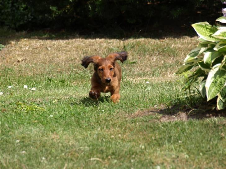 Miniature gravhund MAX - Juhu min far kalder på mig billede 7