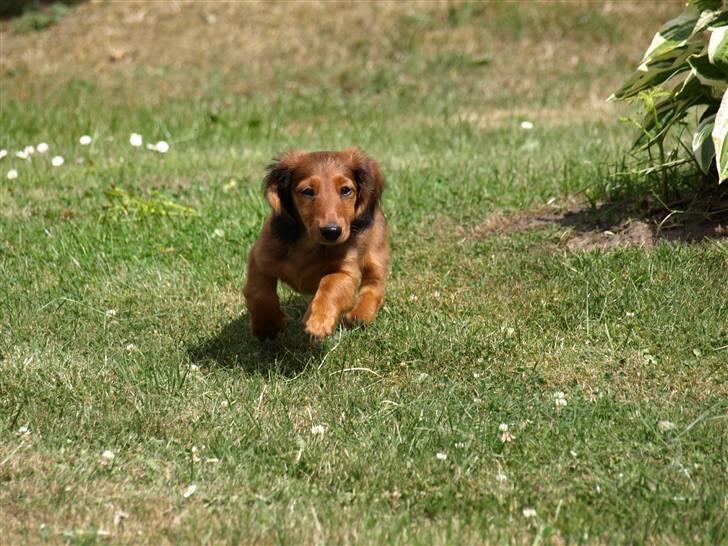 Miniature gravhund MAX - Nu kommer jeg billede 8