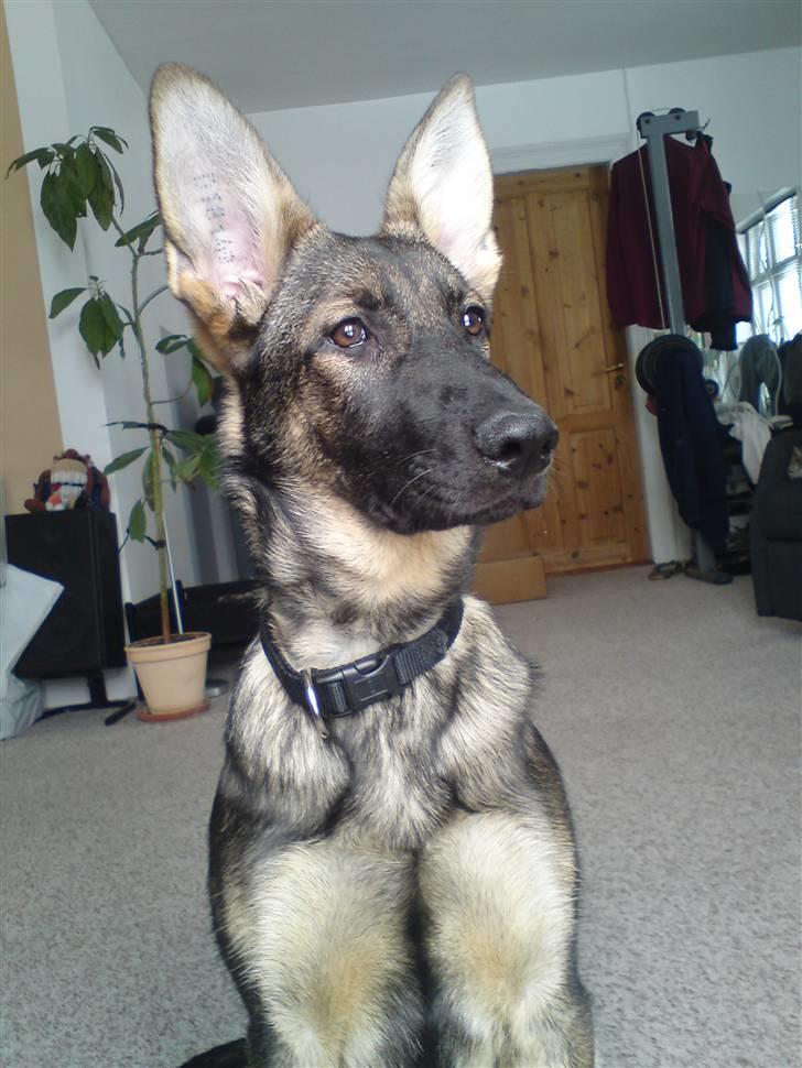 Schæferhund Dina billede 14