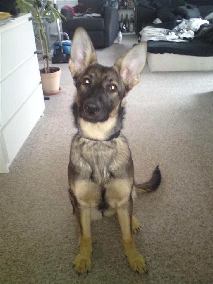 Schæferhund Dina billede 15