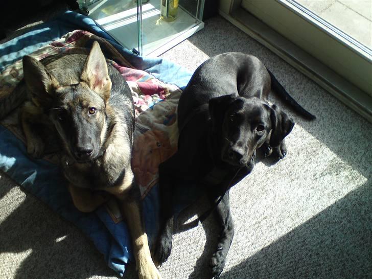 Schæferhund Dina billede 16