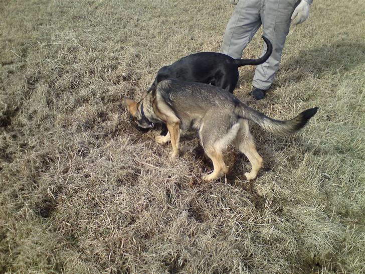 Schæferhund Dina billede 17