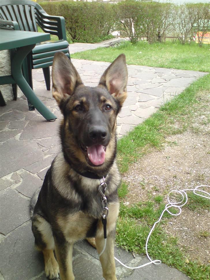 Schæferhund Dina billede 18