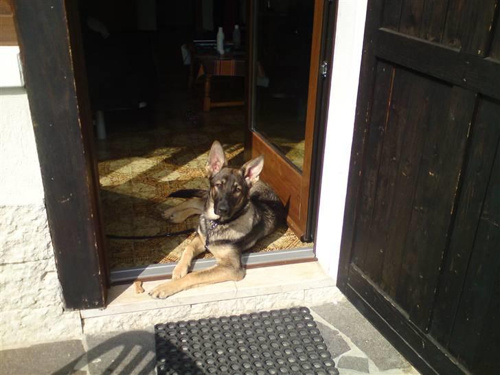 Schæferhund Dina billede 19