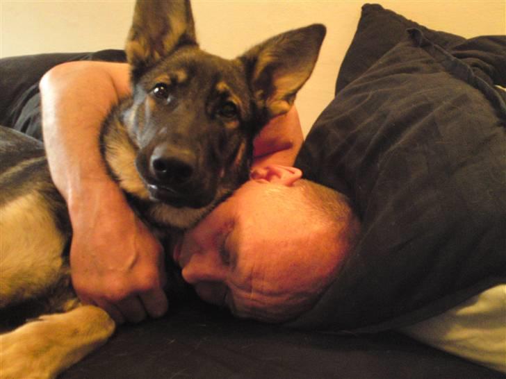 Schæferhund Dina billede 20