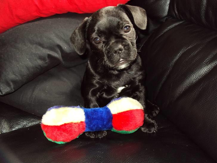 Blanding af racer FB/ Lhaso Apso ^ Diva • billede 1