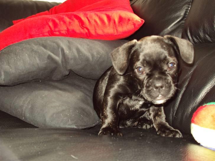 Blanding af racer FB/ Lhaso Apso ^ Diva • billede 2