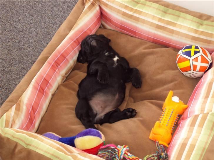 Blanding af racer FB/ Lhaso Apso ^ Diva • billede 3