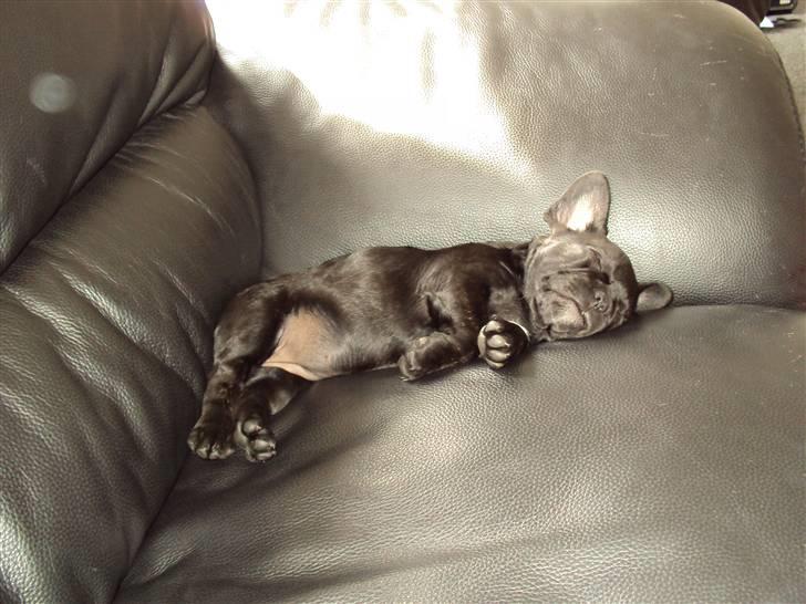 Blanding af racer FB/ Lhaso Apso ^ Diva • billede 4