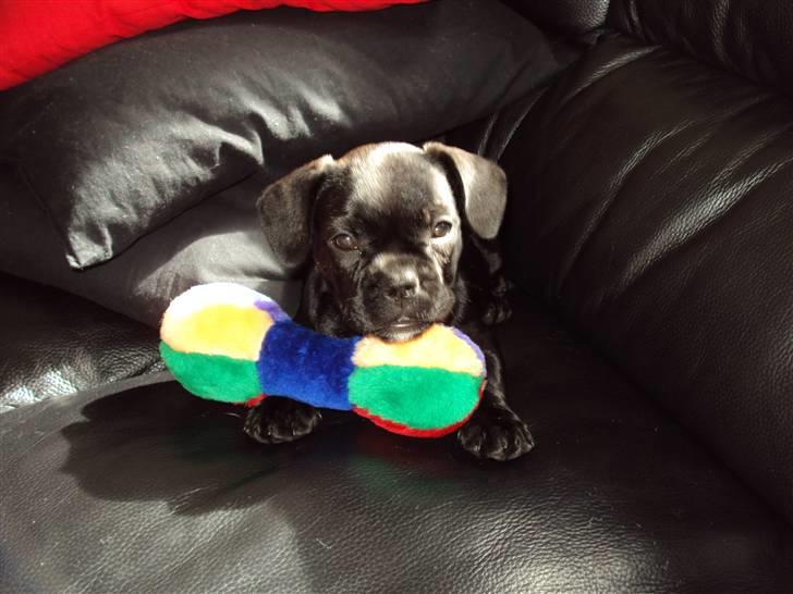 Blanding af racer FB/ Lhaso Apso ^ Diva • billede 5