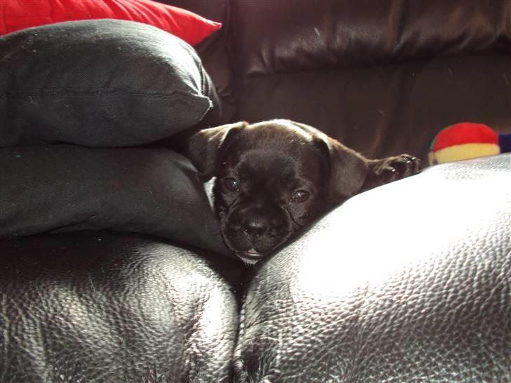 Blanding af racer FB/ Lhaso Apso ^ Diva • billede 6