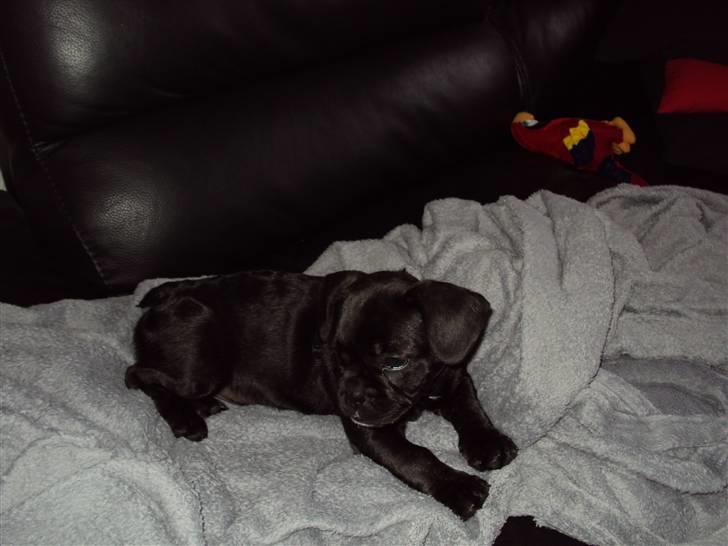 Blanding af racer FB/ Lhaso Apso ^ Diva • billede 7