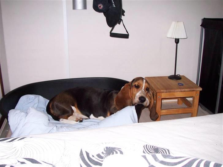 Basset hound Brutalis billede 13