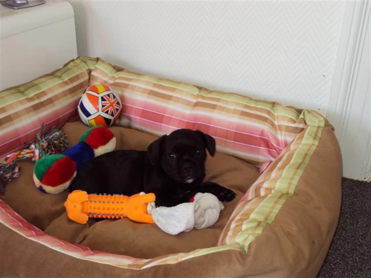 Blanding af racer FB/ Lhaso Apso ^ Diva • billede 8