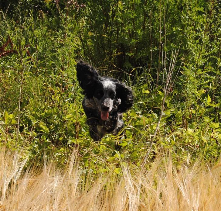 Field Trial Cockerspaniel lexi - her kommer jeg billede 2
