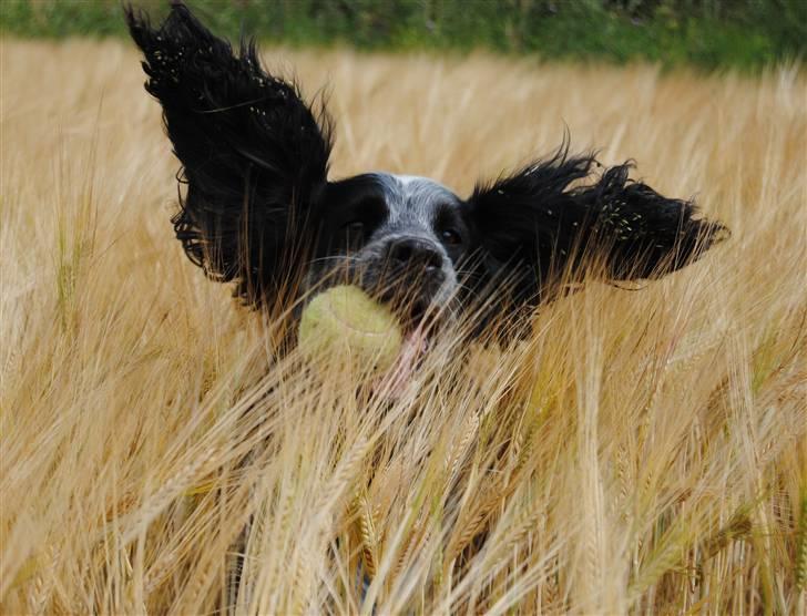 Field Trial Cockerspaniel lexi - se mor jeg fandt en bold billede 3