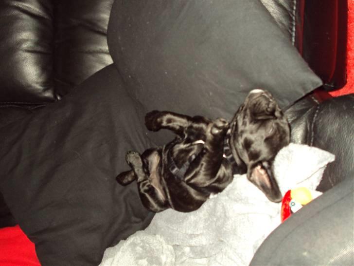 Blanding af racer FB/ Lhaso Apso ^ Diva • billede 9