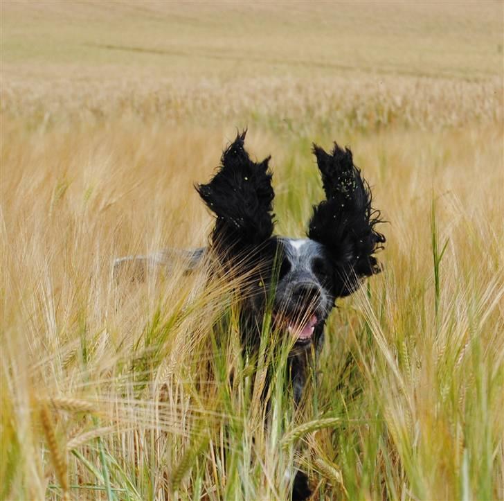 Field Trial Cockerspaniel lexi billede 4