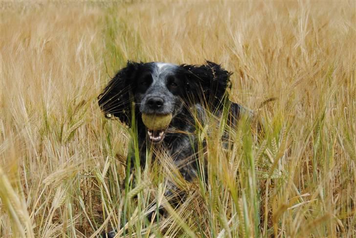 Field Trial Cockerspaniel lexi billede 5