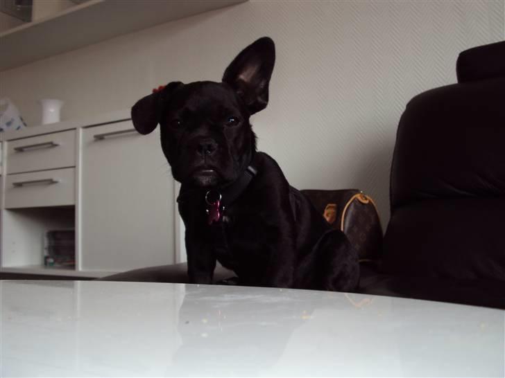 Blanding af racer FB/ Lhaso Apso ^ Diva • billede 10