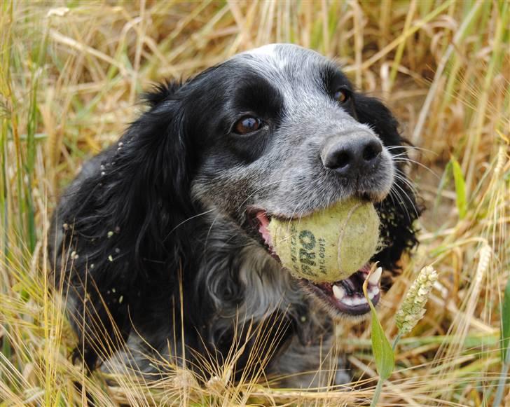Field Trial Cockerspaniel lexi - det er min bold og du skal ikke prøve på at tage den billede 6