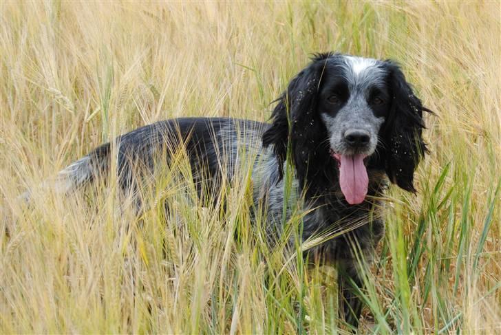 Field Trial Cockerspaniel lexi billede 7