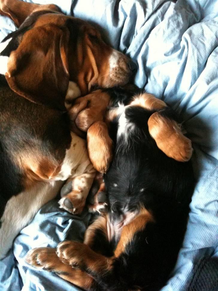 Basset hound Brutalis billede 14