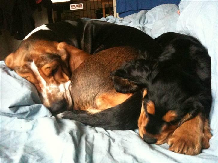 Basset hound Brutalis billede 15