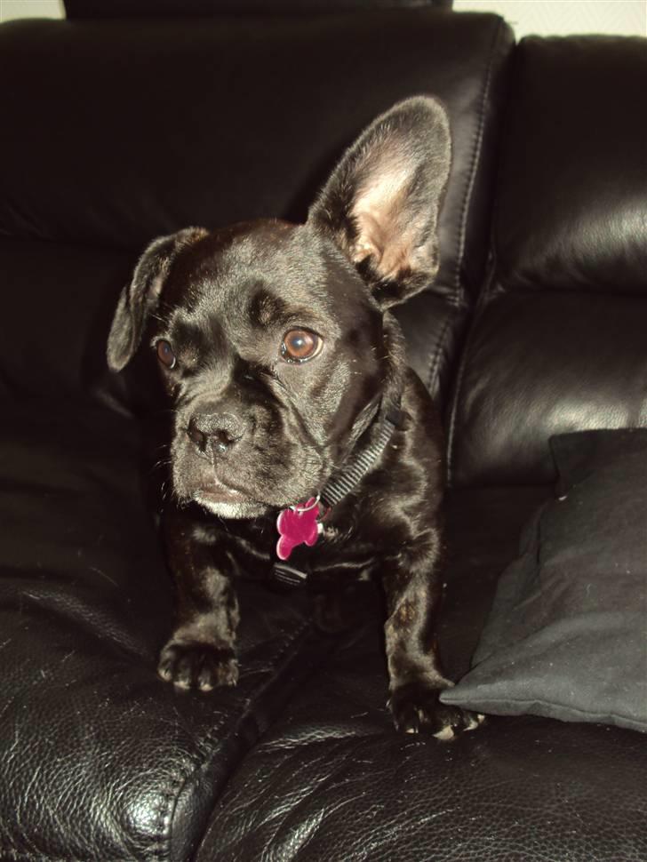 Blanding af racer FB/ Lhaso Apso ^ Diva • billede 11