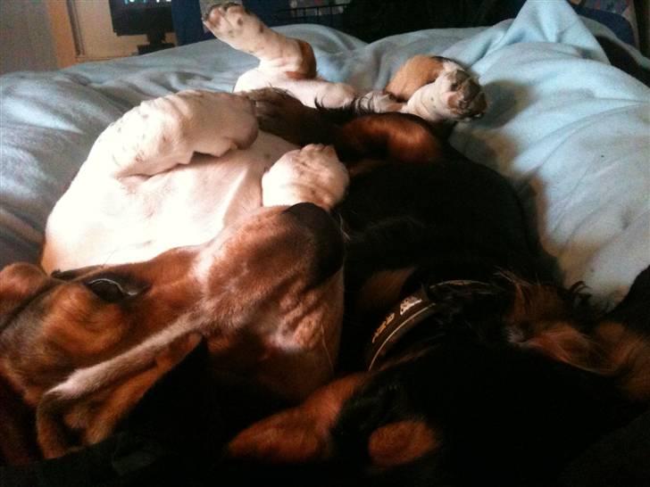 Basset hound Brutalis billede 16