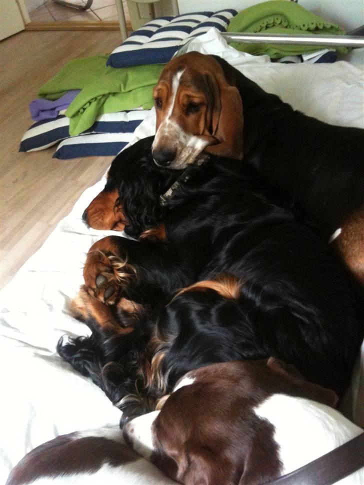 Basset hound Brutalis billede 17