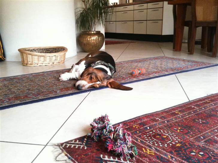 Basset hound Brutalis billede 18