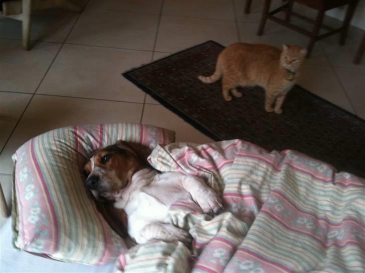 Basset hound Brutalis billede 19