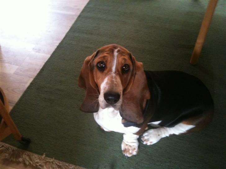 Basset hound Brutalis - Jeg er en meget smuk prinsesse.. billede 20